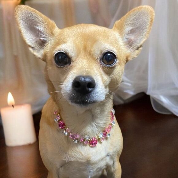 None Other - Pink Bling Jewel Dog Fancy Necklace Collar